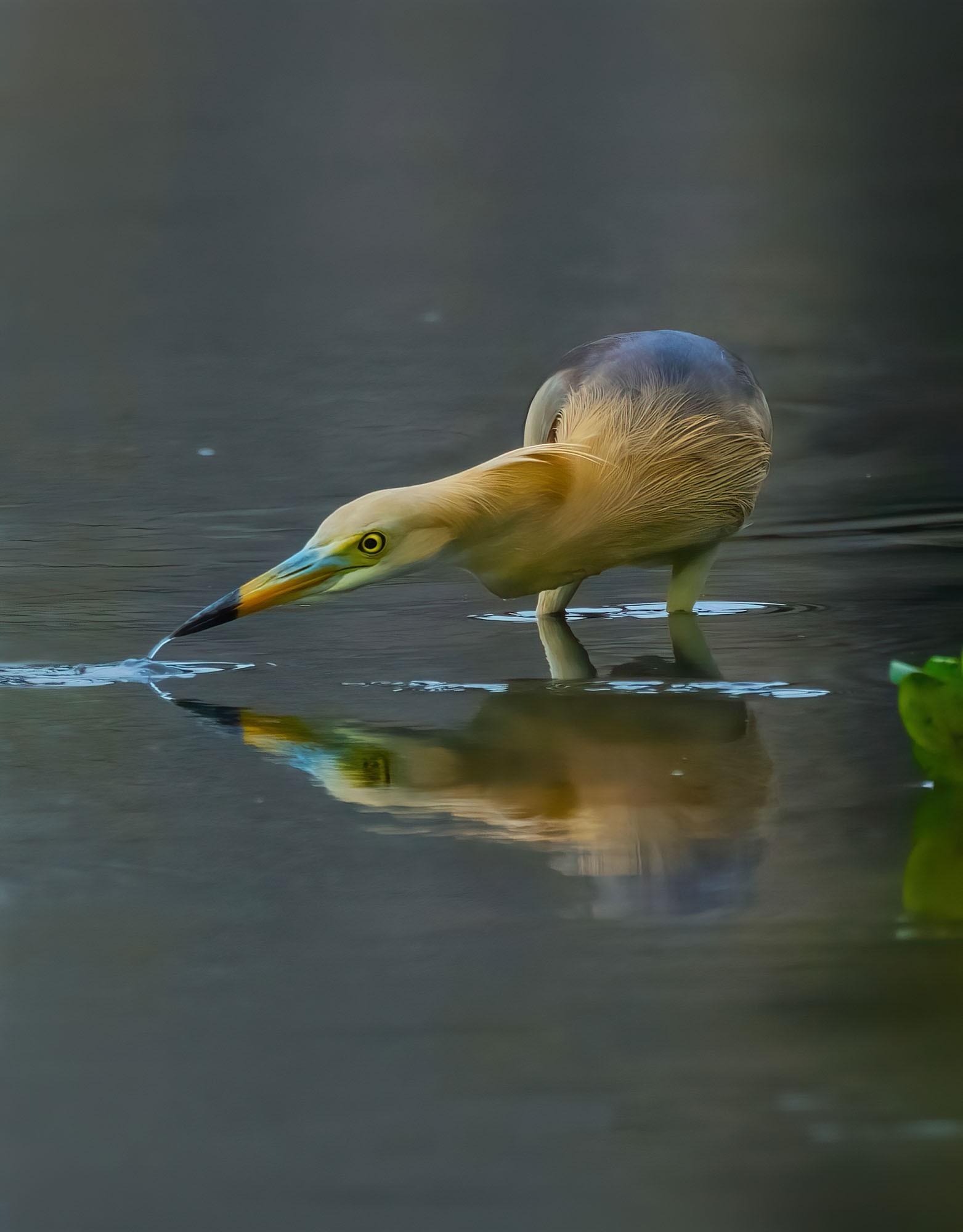 1亿像素生态摄影的魅力 富士GFX100 II相机+GF500mmF5.6镜头拍鸟体验