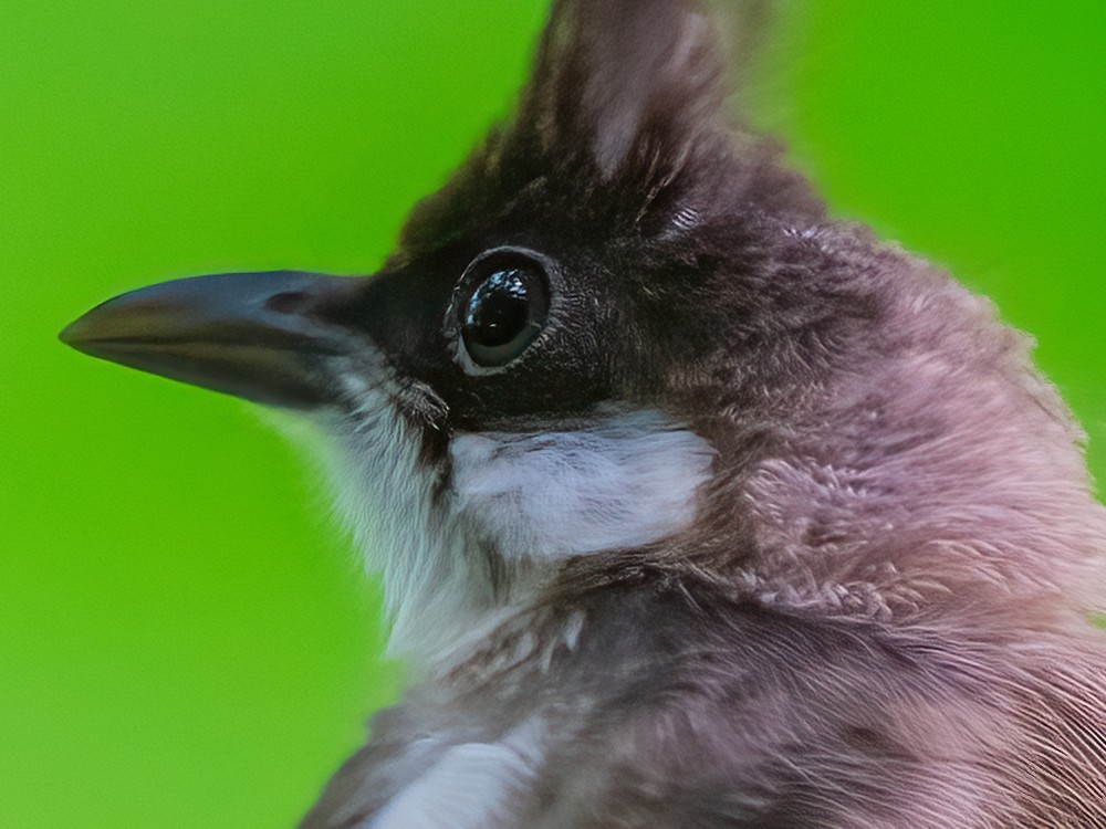 1亿像素生态摄影的魅力 富士GFX100 II相机+GF500mmF5.6镜头拍鸟体验
