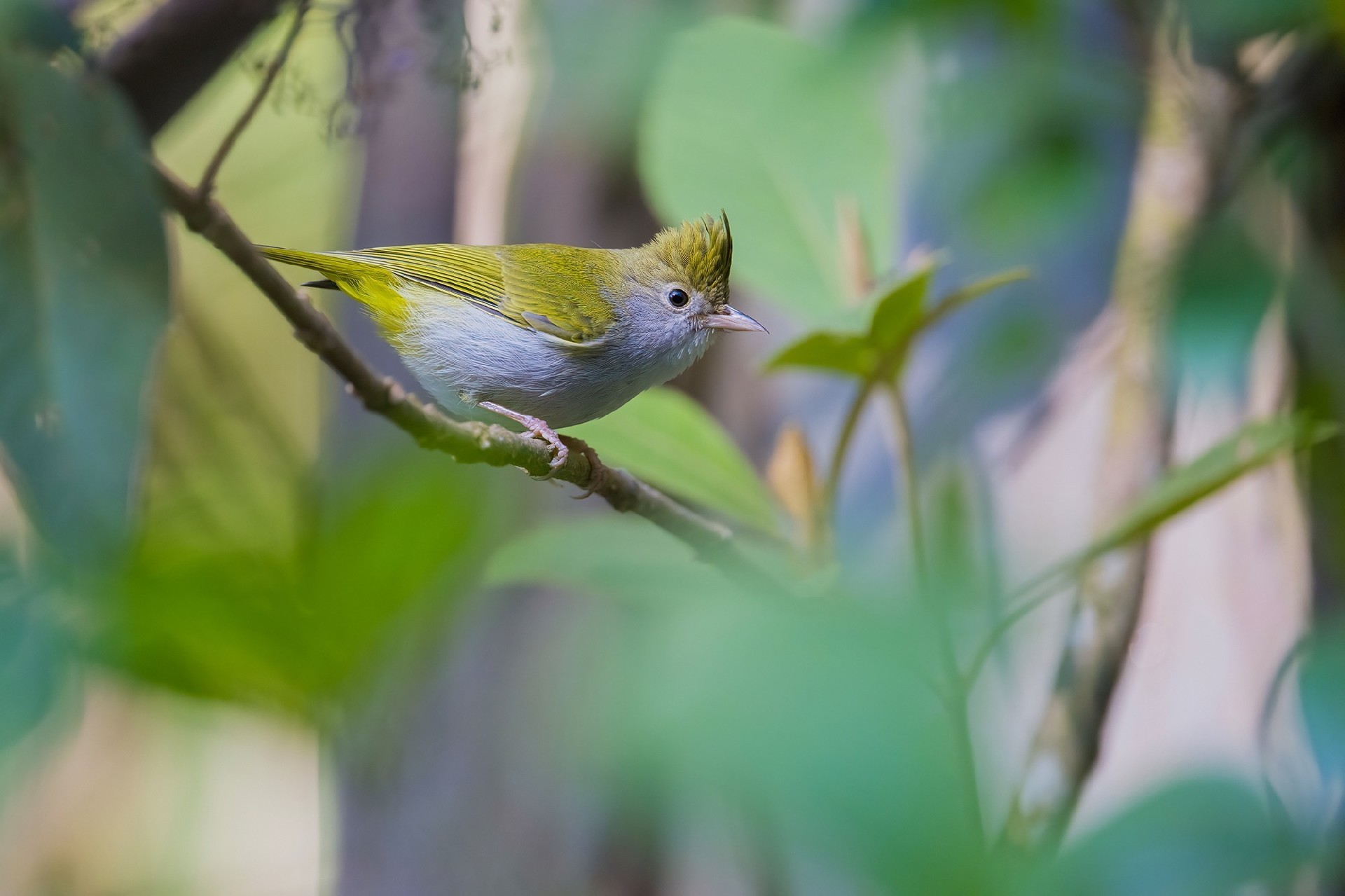 记录鸟飞翔的瞬间 尼康Z9+Z600mm f/6.3 VR S镜头生态摄影体验