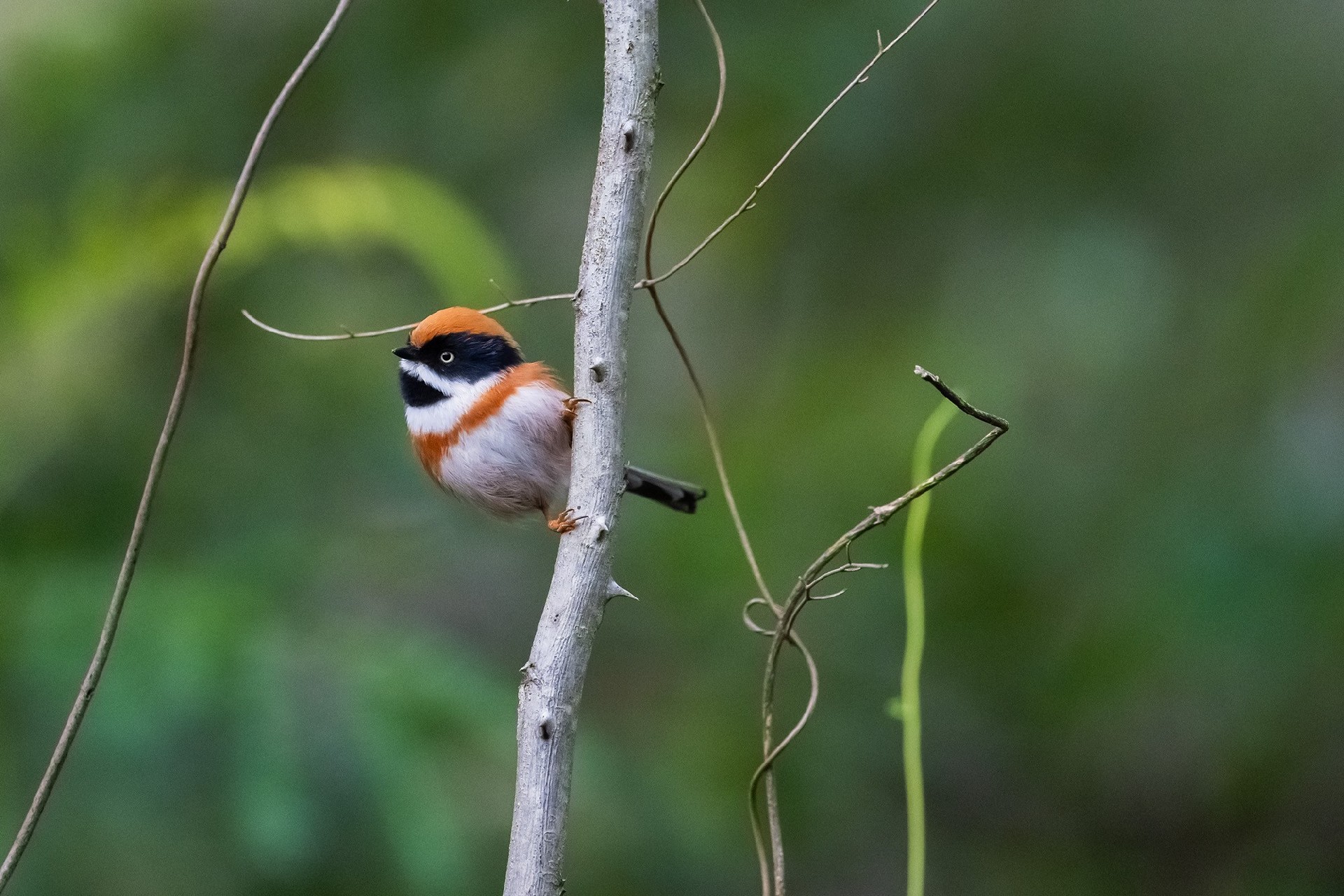记录鸟飞翔的瞬间 尼康Z9+Z600mm f/6.3 VR S镜头生态摄影体验