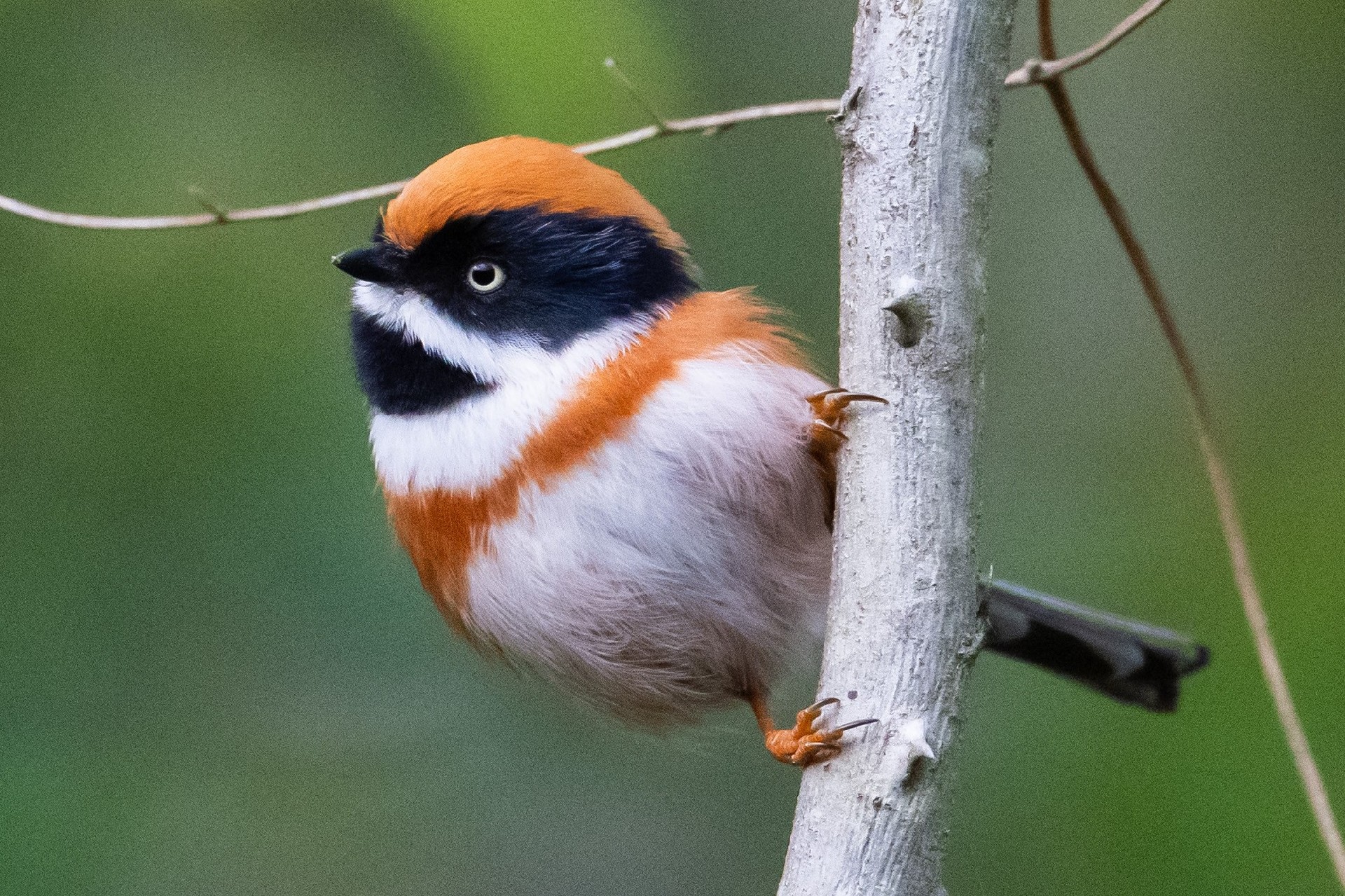 记录鸟飞翔的瞬间 尼康Z9+Z600mm f/6.3 VR S镜头生态摄影体验