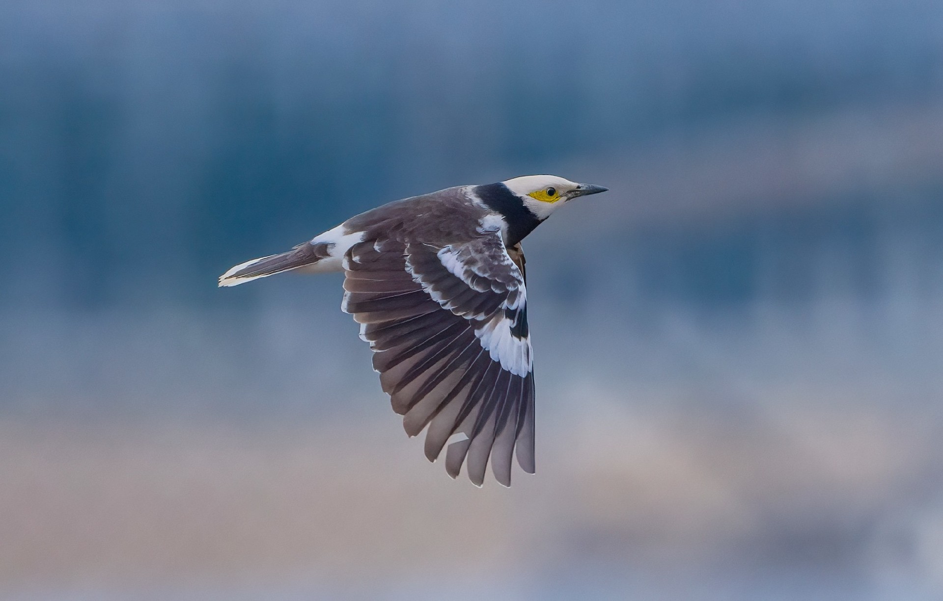 记录鸟飞翔的瞬间 尼康Z9+Z600mm f/6.3 VR S镜头生态摄影体验