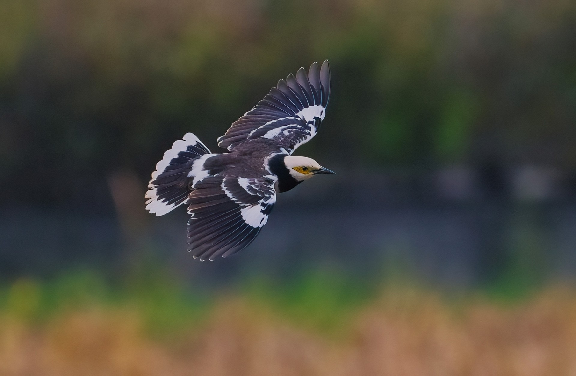 记录鸟飞翔的瞬间 尼康Z9+Z600mm f/6.3 VR S镜头生态摄影体验