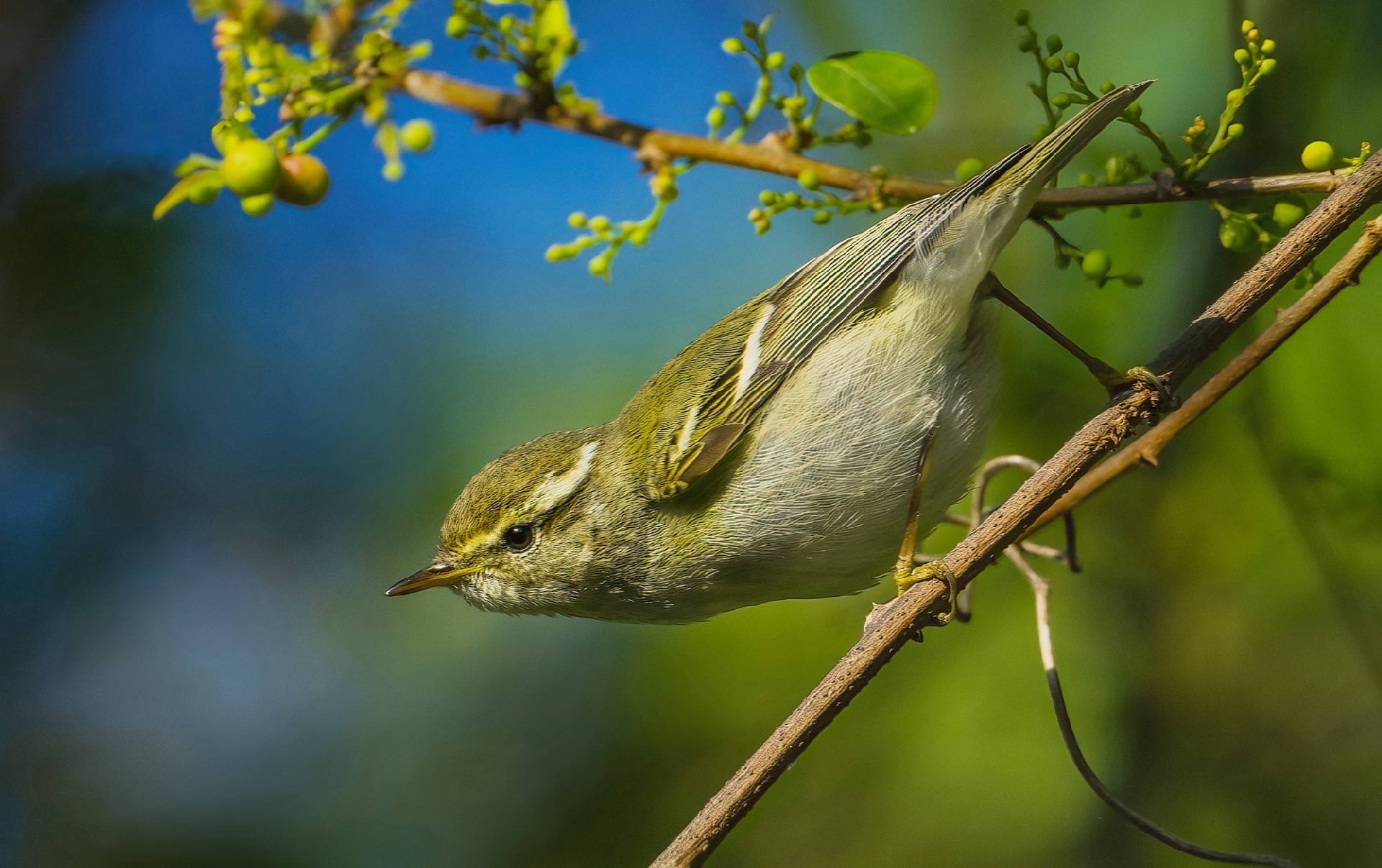 记录鸟飞翔的瞬间 尼康Z9+Z600mm f/6.3 VR S镜头生态摄影体验