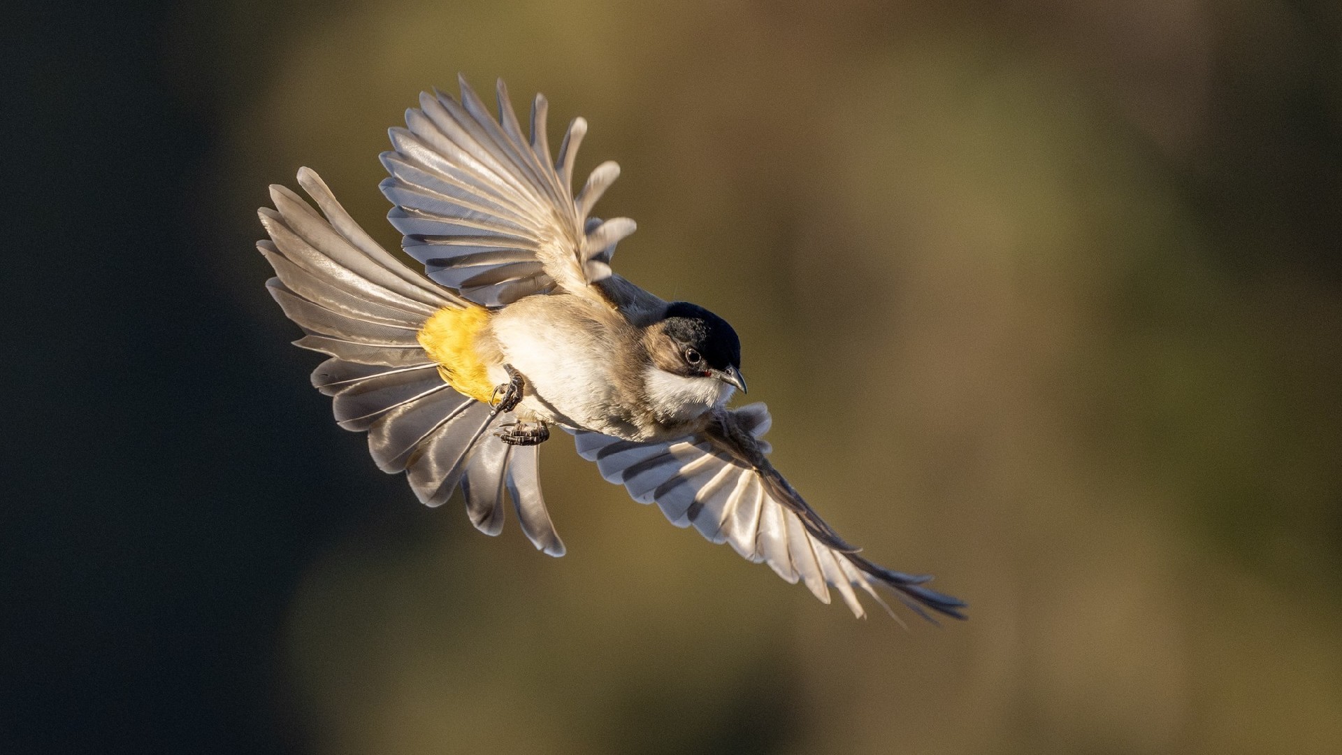 迅翼凝眸 尼康Z9+尼克尔 Z 600mm f/6.3 VR S生态摄影体验