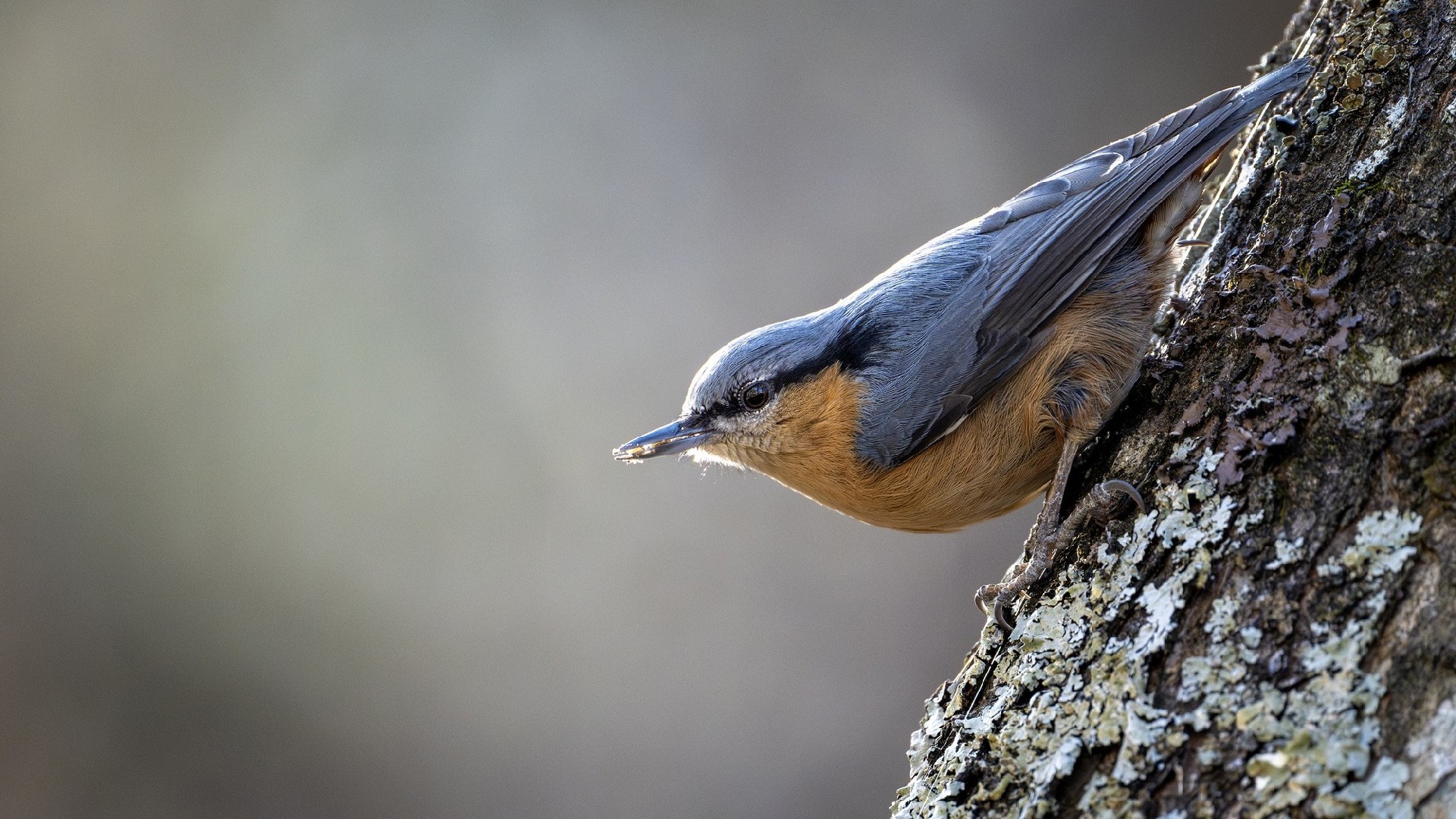 迅翼凝眸 尼康Z9+尼克尔 Z 600mm f/6.3 VR S生态摄影体验