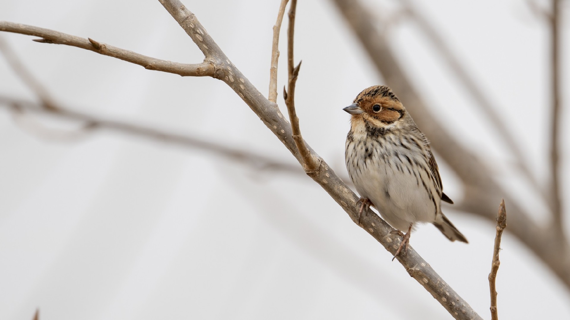 迅翼凝眸 尼康Z9+尼克尔 Z 600mm f/6.3 VR S生态摄影体验