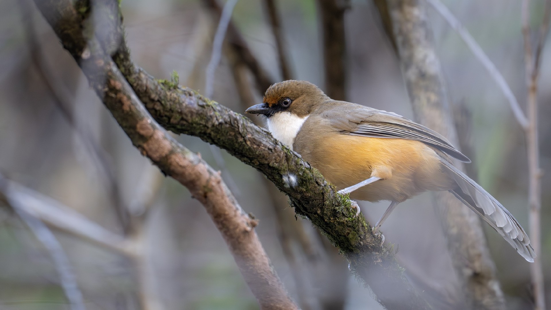 迅翼凝眸 尼康Z9+尼克尔 Z 600mm f/6.3 VR S生态摄影体验