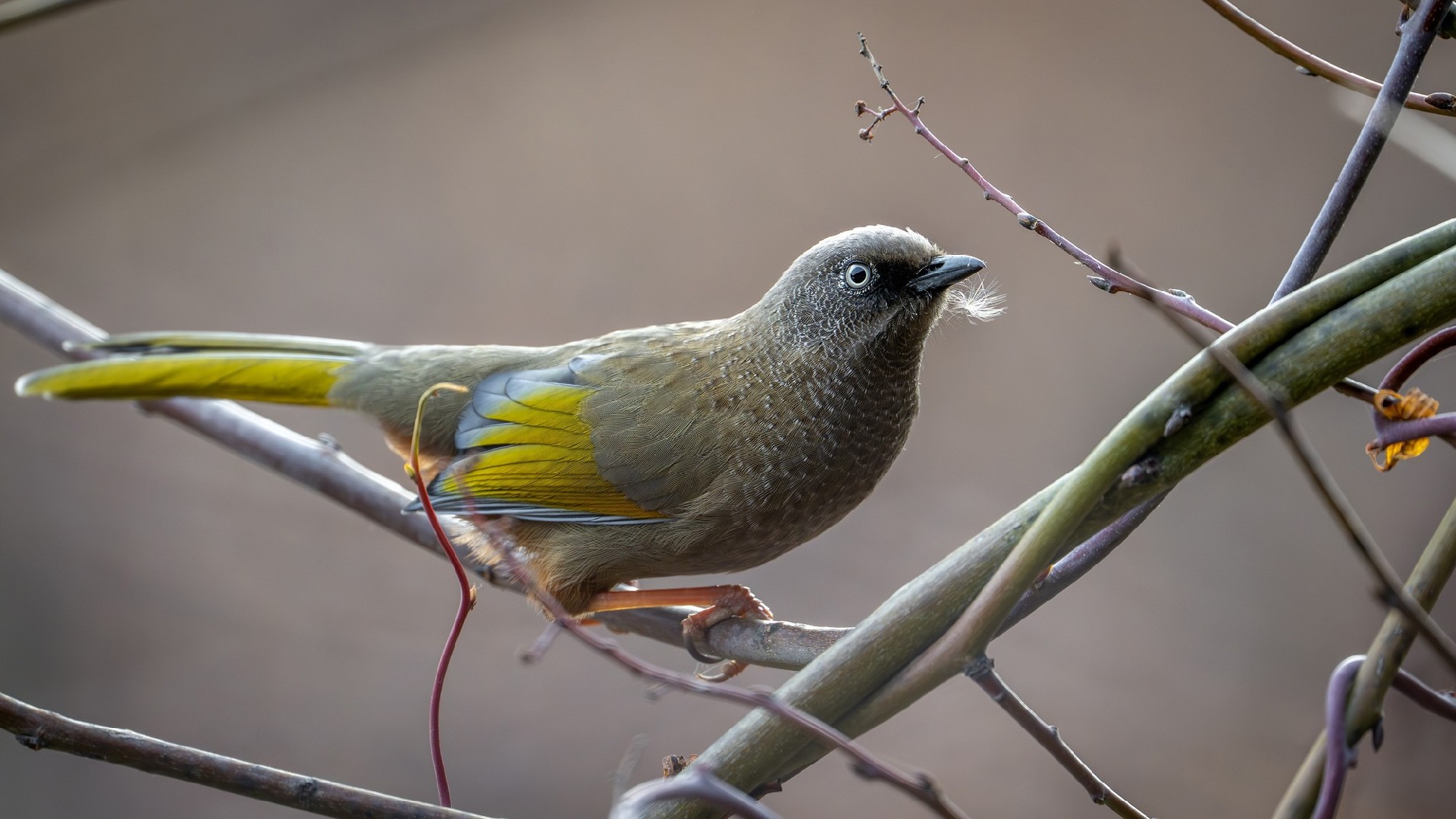 迅翼凝眸 尼康Z9+尼克尔 Z 600mm f/6.3 VR S生态摄影体验