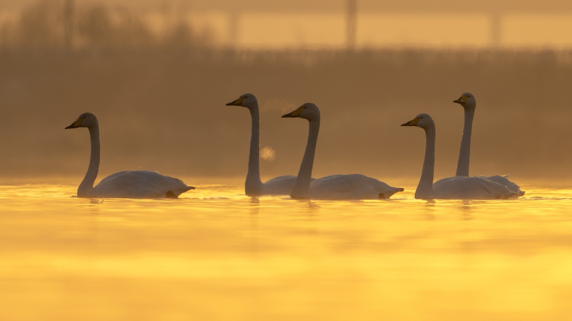 迅翼凝眸 尼康Z9+尼克尔 Z 600mm f/6.3 VR S生态摄影体验