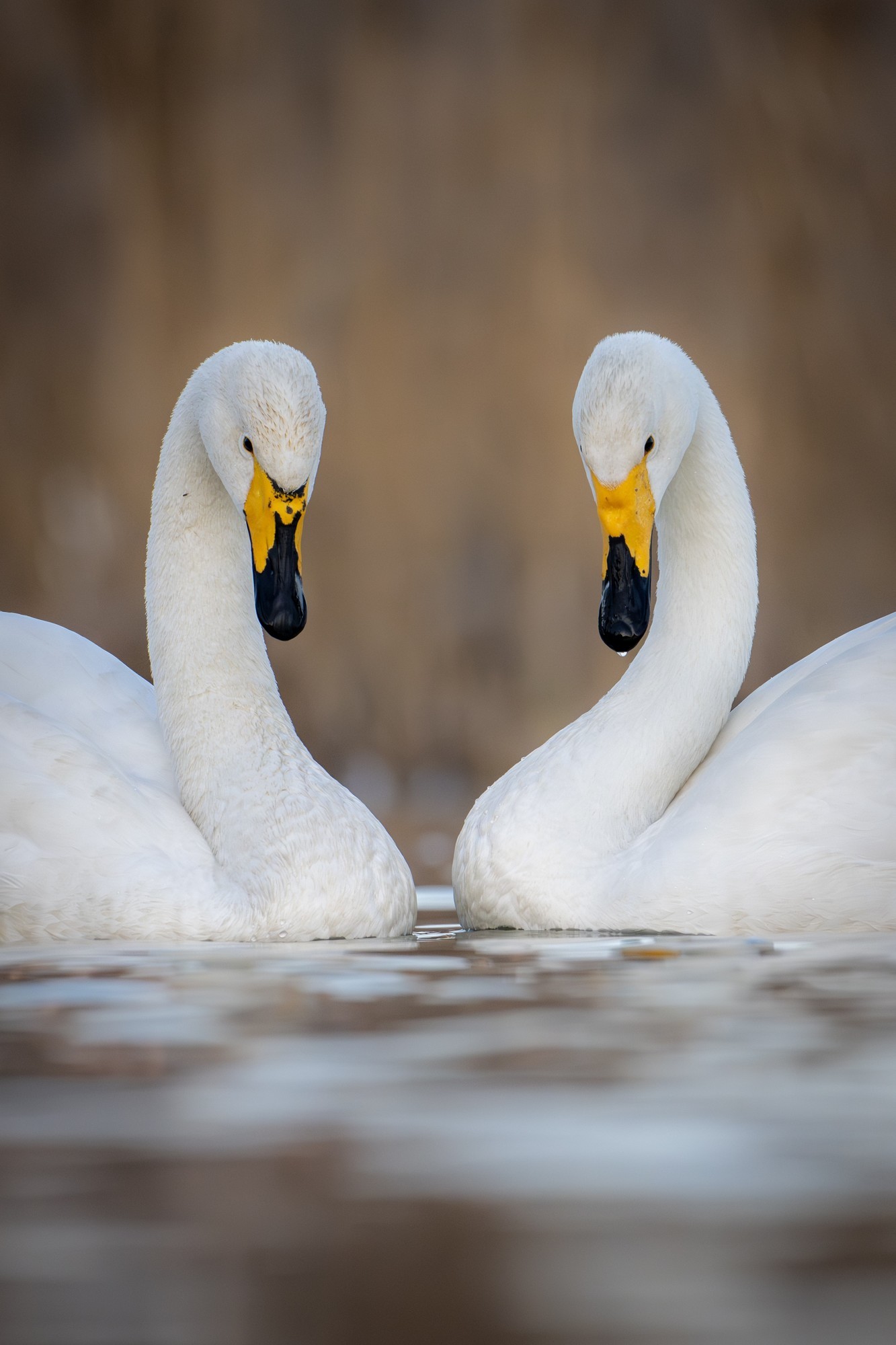 迅翼凝眸 尼康Z9+尼克尔 Z 600mm f/6.3 VR S生态摄影体验