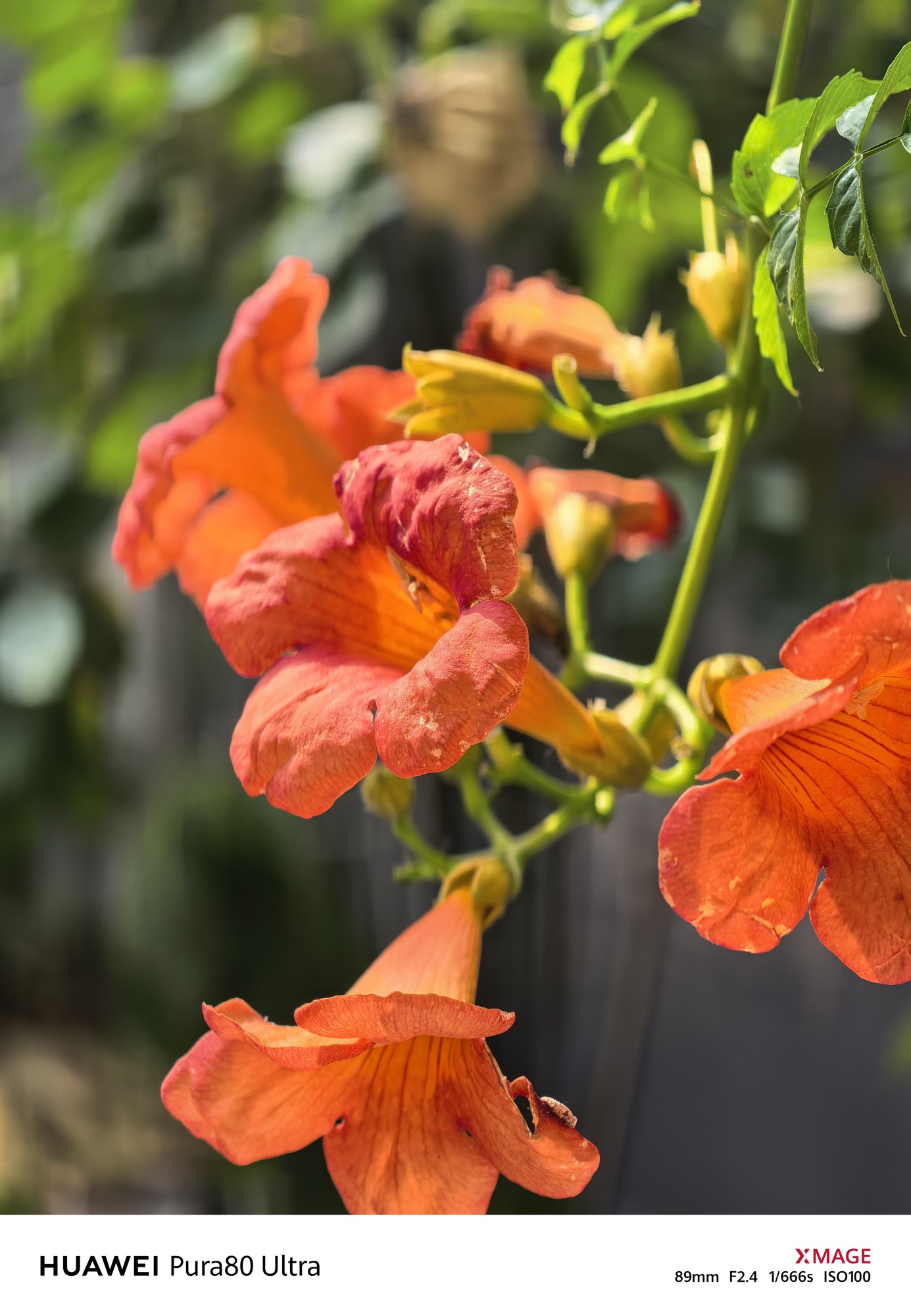 2026年值得入手的四大国产影像旗舰：哈苏、徕卡、蔡司、XMAGE谁调校更讨喜