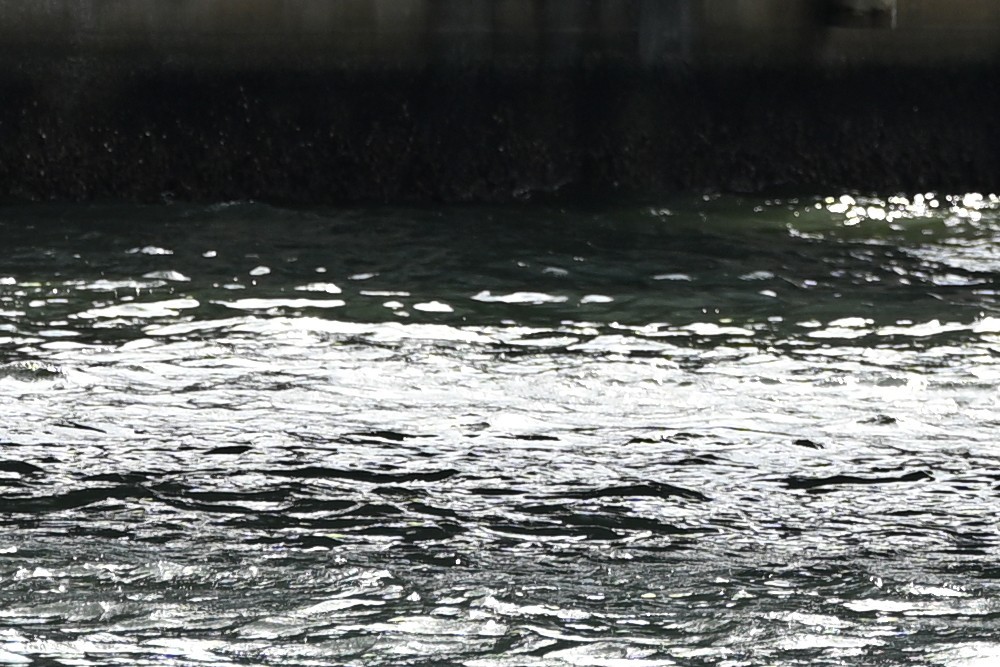 轻巧高画质 尼康Z 70-200mm f/2.8 VR S II镜头体验