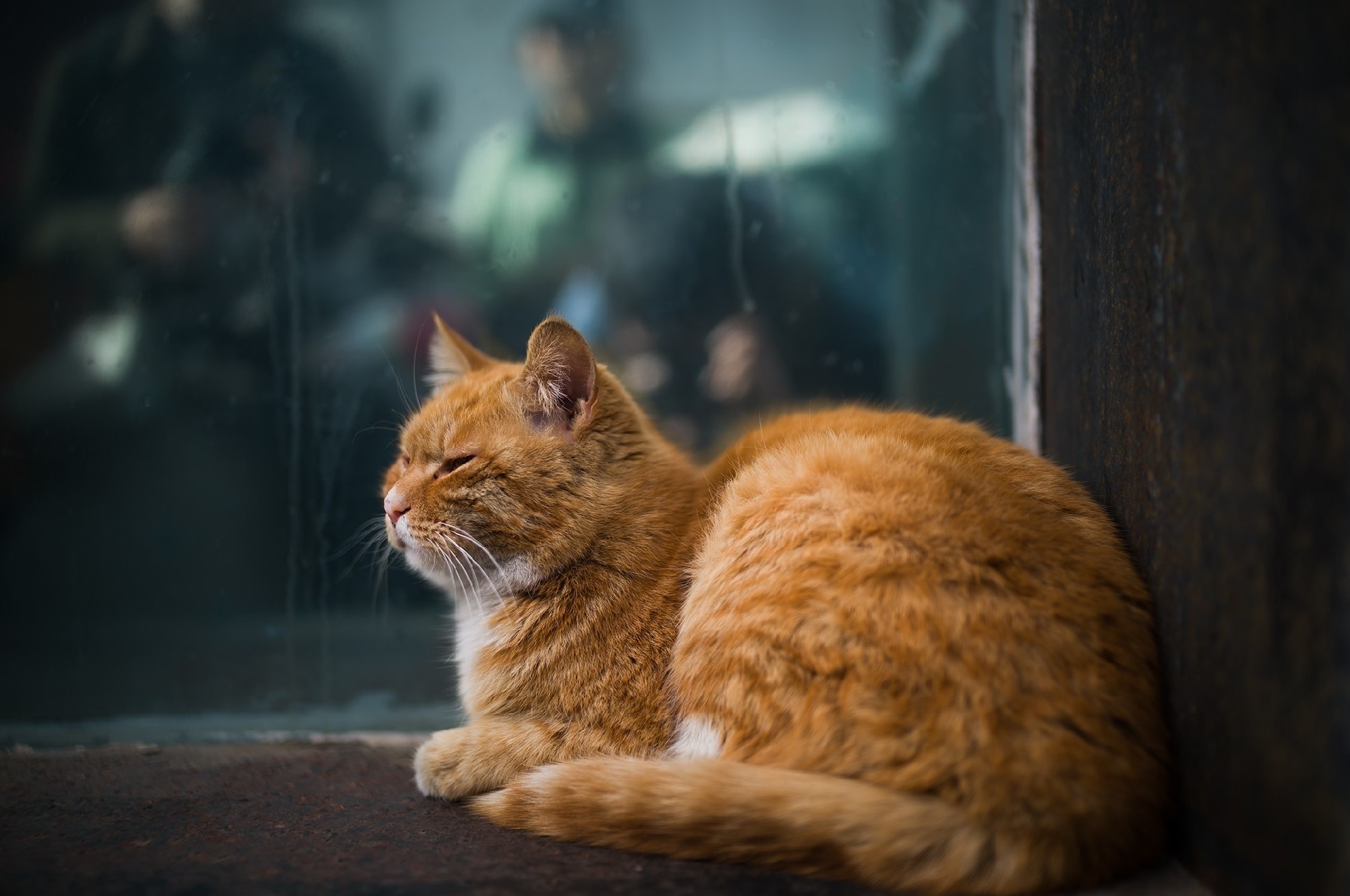 72800元徕卡新夜神 徕卡Noctilux-M 35mm f/1.2 ASPH.镜头拍摄体验