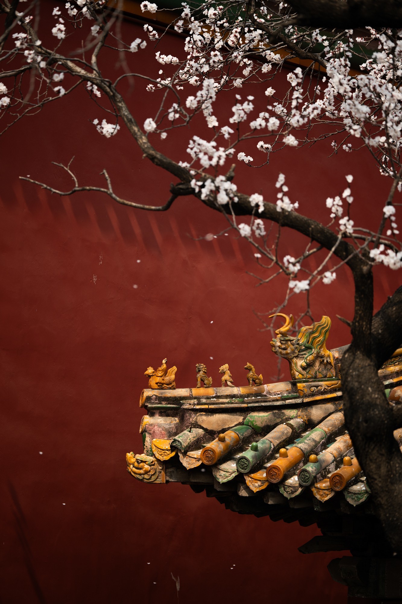 更轻 更强 尼克尔 Z 70-200mm f/2.8 VR S II镜头体验评测