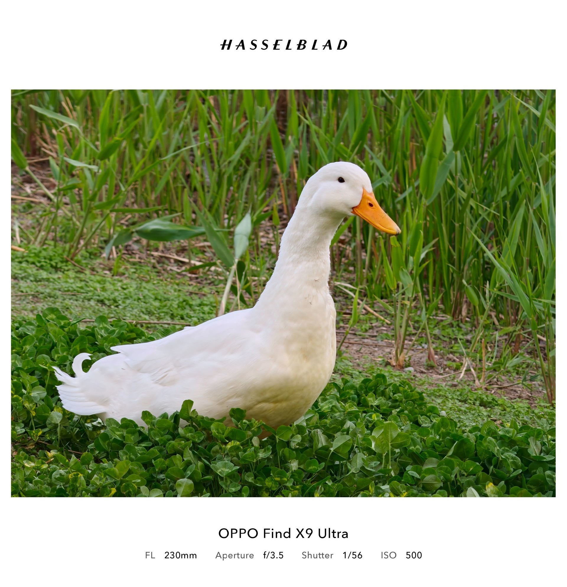 「内置增距镜」？OPPO Find X9 Ultra 哈苏10倍光变天眼长焦解析