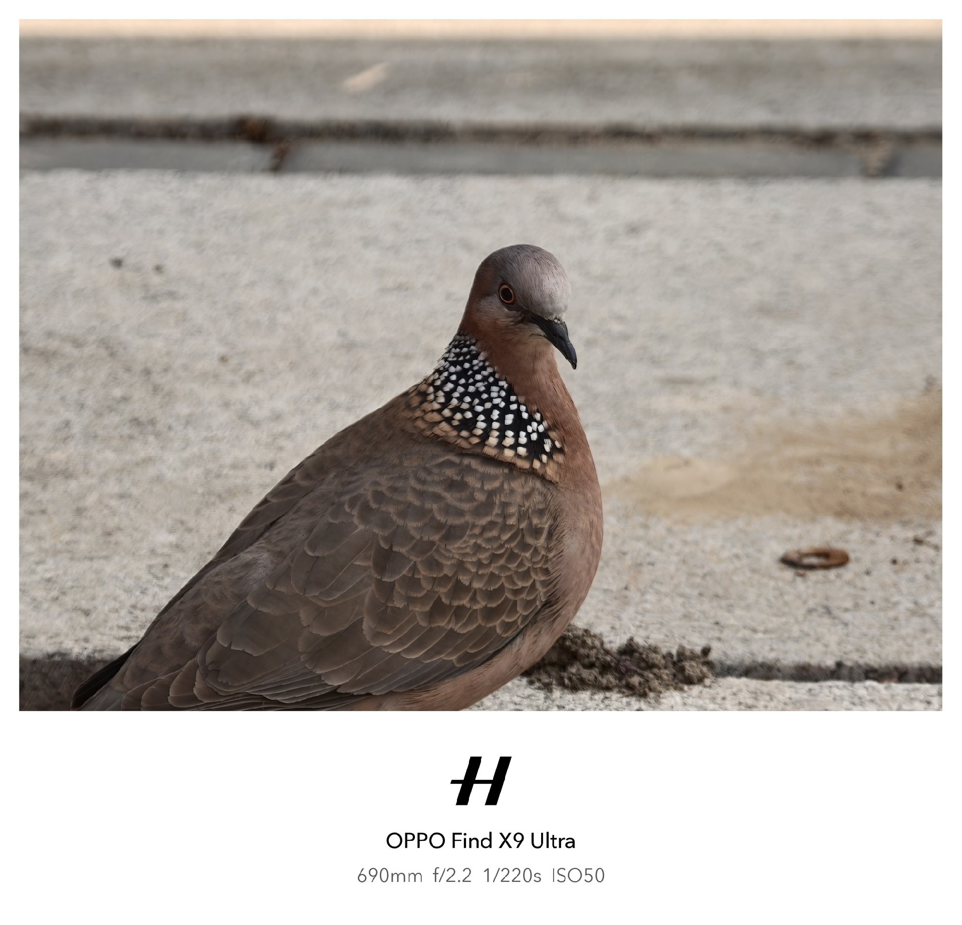 OPPO哈苏专业影像套装值得入手吗？实拍体验告诉你答案