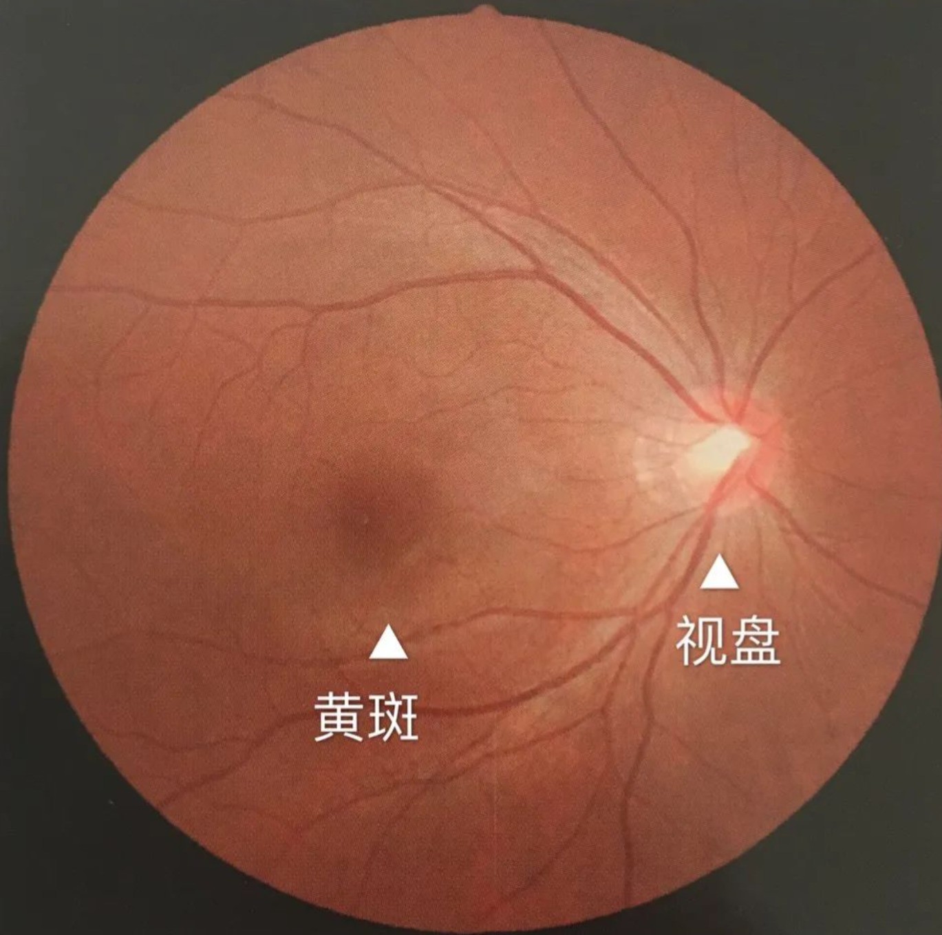 一文读懂圆偏光技术：圆偏光vs线偏光 选显示器必看科普